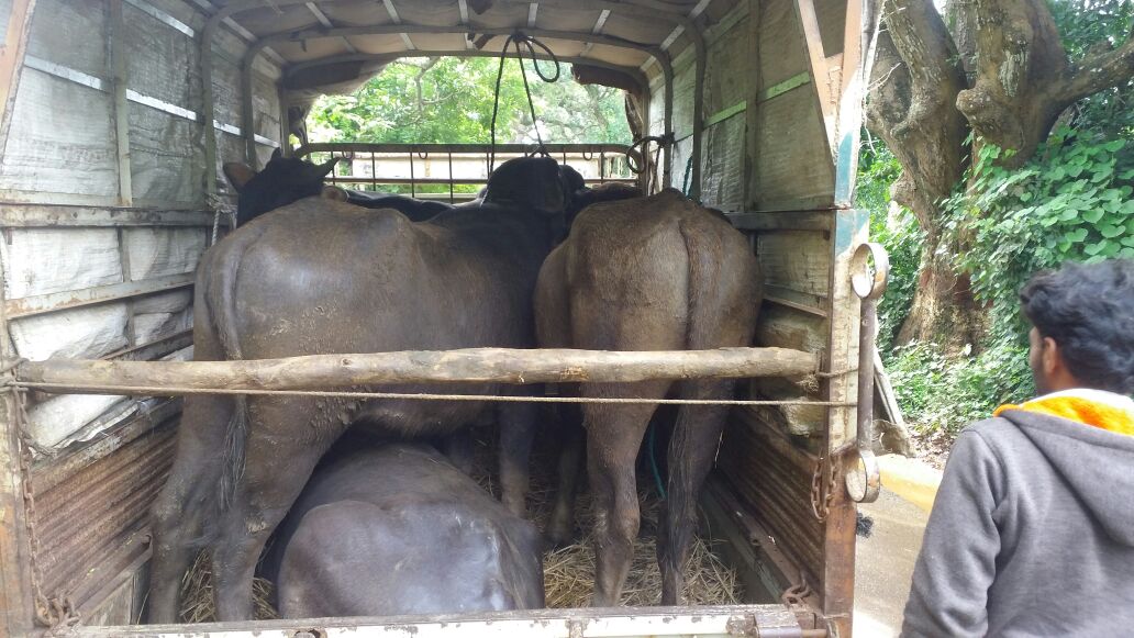ಅಕ್ರಮ ಜಾನುವಾರು ಸಾಗಾಟ: ಚಾಲಕನ ಬಂಧನ